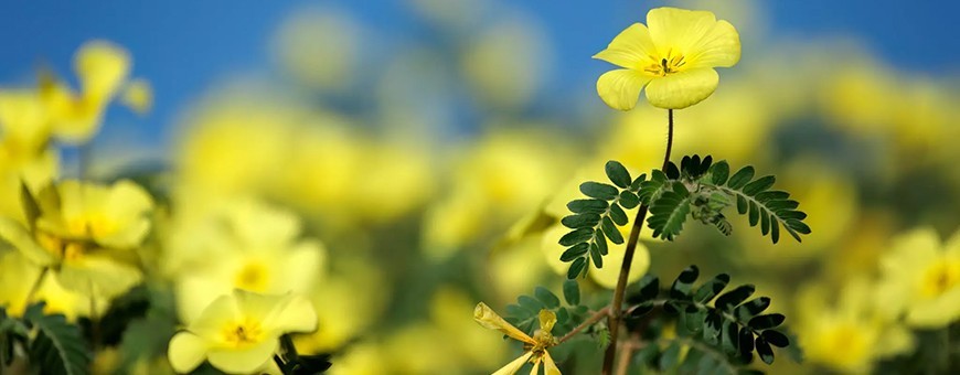 Tribulus